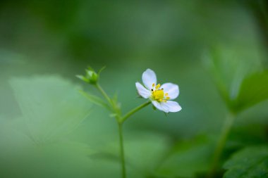 İlkbahar çiçekleri ormanda çiçek açıyor. Letonya, Avrupa 'nın doğal ilkbahar manzarası.