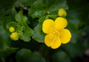 Bahar bahçesinde açan güzel çiçekler. Letonya, Avrupa 'da baharın doğal manzarası.
