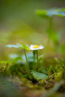 İlkbahar çiçekleri ormanda çiçek açıyor. Letonya, Avrupa 'nın doğal ilkbahar manzarası.