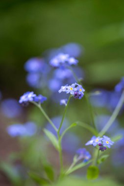 Bahar bahçesinde açan güzel çiçekler. Letonya, Avrupa 'da baharın doğal manzarası.