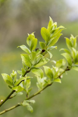 Baharda çalılıklarda güzel yeşil yapraklar. Lstvia, Avrupa 'da doğal bahar manzarası.