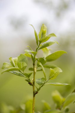 Baharda çalılıklarda güzel yeşil yapraklar. Lstvia, Avrupa 'da doğal bahar manzarası.