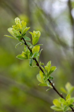 Baharda çalılıklarda güzel yeşil yapraklar. Lstvia, Avrupa 'da doğal bahar manzarası.