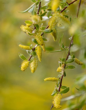 Parkın çalılıklarında güzel sarı bahar çiçekleri. Letonya, Avrupa 'da doğal bahar manzarası.