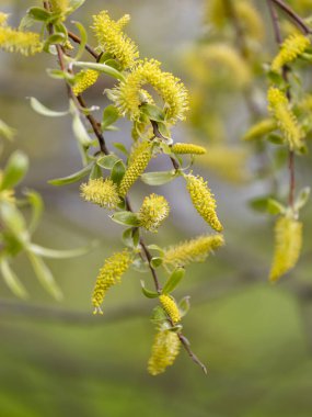 Parkın çalılıklarında güzel sarı bahar çiçekleri. Letonya, Avrupa 'da doğal bahar manzarası.