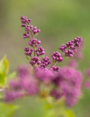 Bahçede filizlenen güzel mor leylak çiçekleri. Letonya, Avrupa 'da doğal bahar manzarası.