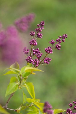 Bahçede filizlenen güzel mor leylak çiçekleri. Letonya, Avrupa 'da doğal bahar manzarası.