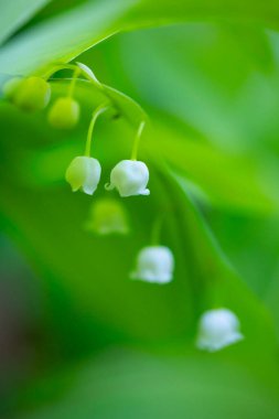 İlkbahar ormanlarında açan vadideki çiçeklerin güzel beyaz zambakları. Letonya, Avrupa 'daki orman bitkilerinin doğal bahar manzarası.