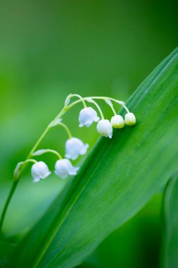 İlkbahar ormanlarında açan vadideki çiçeklerin güzel beyaz zambakları. Letonya, Avrupa 'daki orman bitkilerinin doğal bahar manzarası.