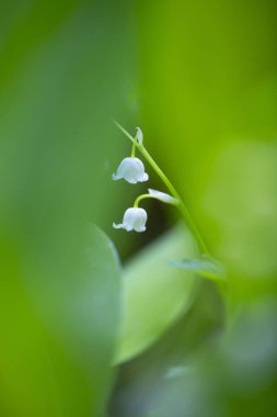 İlkbahar ormanlarında açan vadideki çiçeklerin güzel beyaz zambakları. Letonya, Avrupa 'daki orman bitkilerinin doğal bahar manzarası.