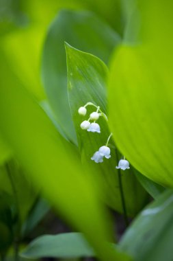 İlkbahar ormanlarında açan vadideki çiçeklerin güzel beyaz zambakları. Letonya, Avrupa 'daki orman bitkilerinin doğal bahar manzarası.