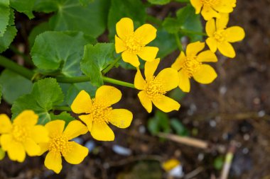 Bataklıklarda açan güzel sarı kadife çiçekleri. Letonya, Avrupa 'da doğal bahar manzarası.