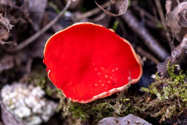 Bahar ormanlarında büyüyen mantarların güzel bir yakın çekimi. Letonya, Avrupa 'daki Bahar Ormanlık Mantarları' nın doğal bir manzarası.