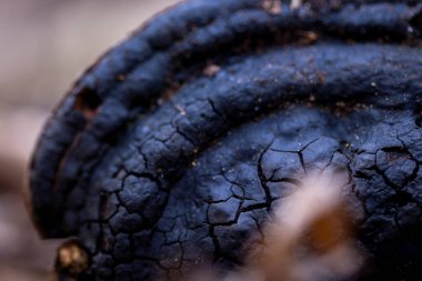 Bahar ormanlarında büyüyen mantarların güzel bir yakın çekimi. Letonya, Avrupa 'daki Bahar Ormanlık Mantarları' nın doğal bir manzarası.