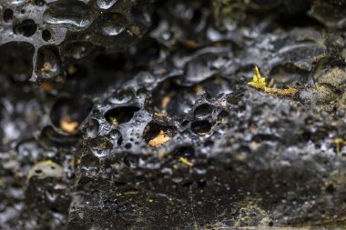 Bahar ormanlarında büyüyen mantarların güzel bir yakın çekimi. Letonya, Avrupa 'daki Bahar Ormanlık Mantarları' nın doğal bir manzarası.