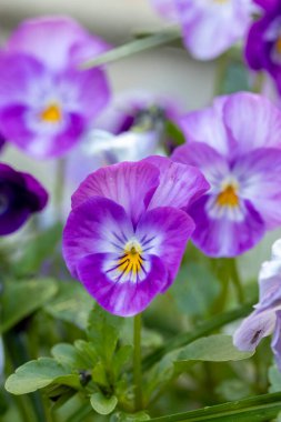 Bahar baharı çimlerinde açan güzel mor nonoş çiçekleri Letonya, Avrupa 'da güneşli bir bahar günü.