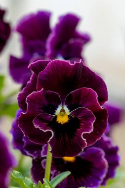 Bahar baharı çimlerinde açan güzel mor nonoş çiçekleri Letonya, Avrupa 'da güneşli bir bahar günü.