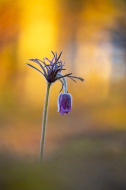 İlkbahar ormanlarında açan güzel mor pask çiçekleri. Letonya, Avrupa 'da doğal bahar manzarası.