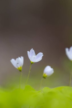 İlkbaharda ormanda açan güzel, beyaz bir kuş gülü çiçeği. Letonya, Avrupa 'daki doğal bir orman manzarası..