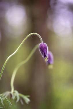 İlkbahar ormanlarında açan güzel mor pask çiçekleri. Letonya, Avrupa 'da doğal bahar manzarası.