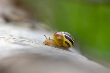 Orman zemininde güzel bir ilkbahar manzarası. Letonya, Avrupa 'nın ormanlarında doğal bahar manzarası.