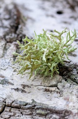 Ormanda güzel bir bahar mevsimi yakın-uo pf ağacı kütüğü. Letonya, Avrupa 'daki ormanların doğal detayları.