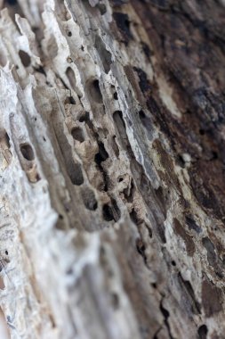 Ormanda güzel bir bahar mevsimi yakın-uo pf ağacı kütüğü. Letonya, Avrupa 'daki ormanların doğal detayları.