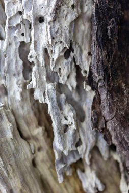 Ormanda güzel bir bahar mevsimi yakın-uo pf ağacı kütüğü. Letonya, Avrupa 'daki ormanların doğal detayları.