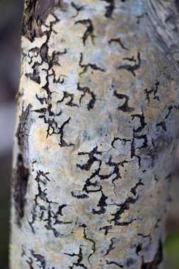 Ormanda güzel bir bahar mevsimi yakın-uo pf ağacı kütüğü. Letonya, Avrupa 'daki ormanların doğal detayları.