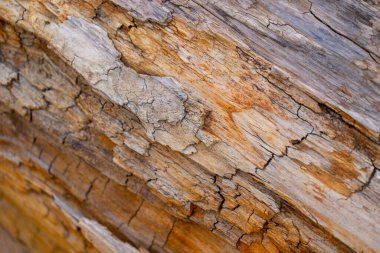 Ormanda güzel bir bahar mevsimi yakın-uo pf ağacı kütüğü. Letonya, Avrupa 'daki ormanların doğal detayları.