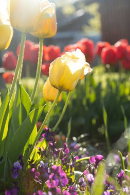 Bahar bahçesinde güzel lale çiçekleri. Letonya, Avrupa 'da baharın parlak, güneşli manzarası.