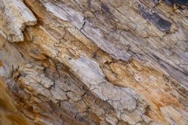 Ormanda güzel bir bahar mevsimi yakın-uo pf ağacı kütüğü. Letonya, Avrupa 'daki ormanların doğal detayları.