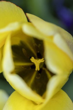 Bahar bahçesinde güzel lale çiçekleri. Letonya, Avrupa 'da baharın parlak, güneşli manzarası.