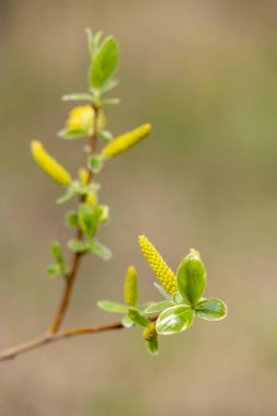 Parkland çalılığında güzel sarı söğüt çiçekleri. Letonya, Avrupa 'da doğal bahar manzarası.