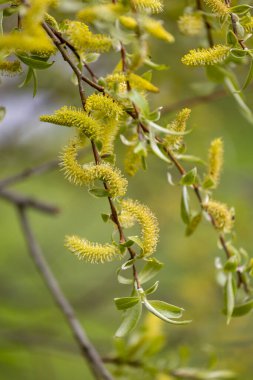 Parkland çalılığında güzel sarı söğüt çiçekleri. Letonya, Avrupa 'da doğal bahar manzarası.