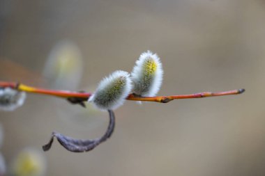 Baltık Denizi sahilinde güzel yumuşacık söğüt çiçekleri. LAtvia, Avrupa 'da ilkbahar manzarası.