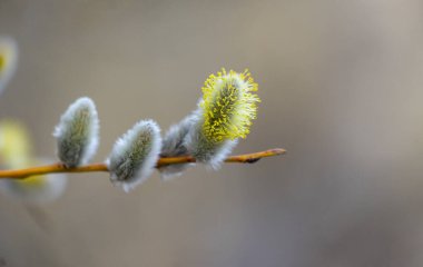 Baltık Denizi sahilinde güzel yumuşacık söğüt çiçekleri. LAtvia, Avrupa 'da ilkbahar manzarası.