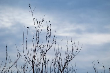 Baltık Denizi sahilinde güzel yumuşacık söğüt çiçekleri. LAtvia, Avrupa 'da ilkbahar manzarası.
