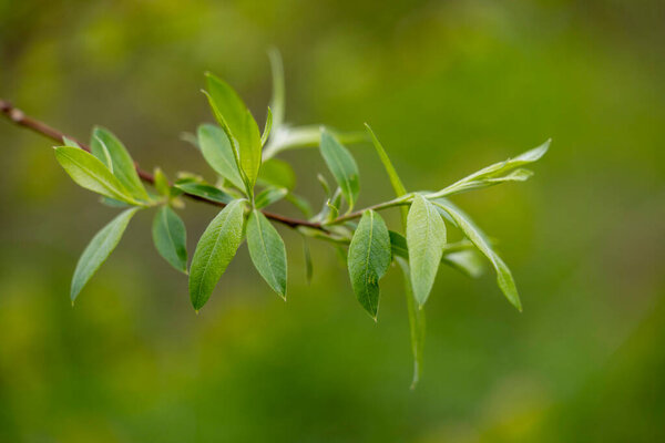 Весной на ветвях деревьев появляются зеленые листья. Природные пейзажи весны в Лствии, Европа.
