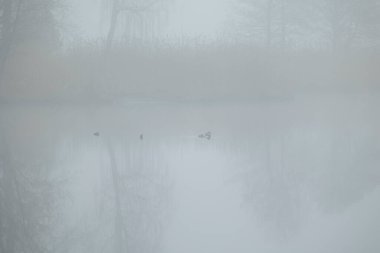 Sisli gölde yüzen güzel yetişkin yaban ördekleri. Letonya, Avrupa 'da ilkbahar manzarası.