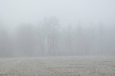 Kalın bir sis ile parkta güzel bir ilkbahar manzarası. Letonya, Avrupa 'da mevsimlik manzara.