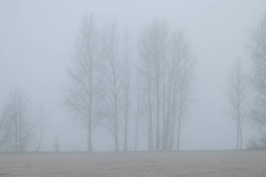 Kalın bir sis ile parkta güzel bir ilkbahar manzarası. Letonya, Avrupa 'da mevsimlik manzara.