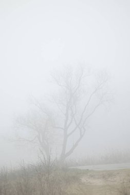 Kalın bir sis ile parkta güzel bir ilkbahar manzarası. Letonya, Avrupa 'da mevsimlik manzara.