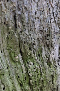 Ölü bir ağaç kabuğunun ve gövdesinin güzel bir yakın çekimi. Letonya ormanlarının erken bahar manzarası, Avrupa.