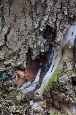 Ölü bir ağaç kabuğunun ve gövdesinin güzel bir yakın çekimi. Letonya ormanlarının erken bahar manzarası, Avrupa.