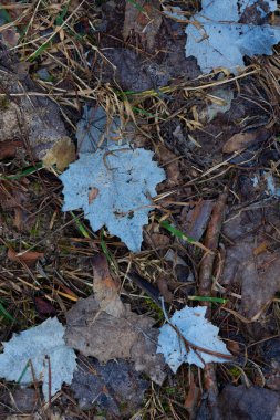 Letonya, Avrupa 'nın ormanlık alanlarında ilkbaharın güzel detayları. Fotoğrafları yakından çek..