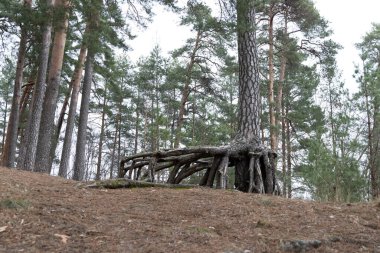 Çıplak ağaçlarla dolu güzel bir parkın ilkbahar manzarası. Letonya, Avrupa 'nın mevsimlik arazileri.