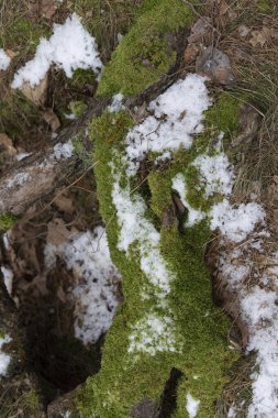 Çıplak ağaçlarla dolu güzel bir parkın ilkbahar manzarası. Letonya, Avrupa 'nın mevsimlik arazileri.