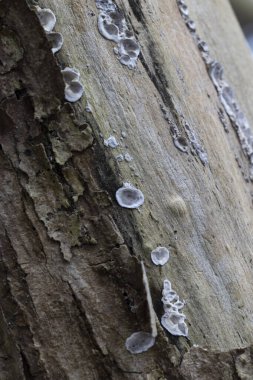 Devrilmiş bir ağaç kütüğünde büyüyen güzel bir mantar. Letonya, Avrupa 'daki Parkland' da ilkbahar manzarası.