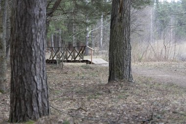 Bir bahar parkında güzel bir yürüyüş yolu. Letonya, Avrupa 'da ağaçlı mevsimlik manzara.
